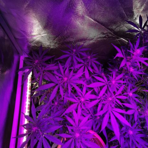 Royal Moby #2 growlog timeline photo