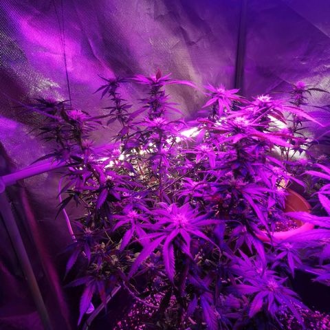 Royal Moby #2 growlog timeline photo