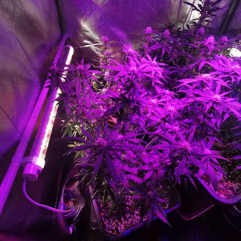 Royal Moby #2 growlog timeline photo