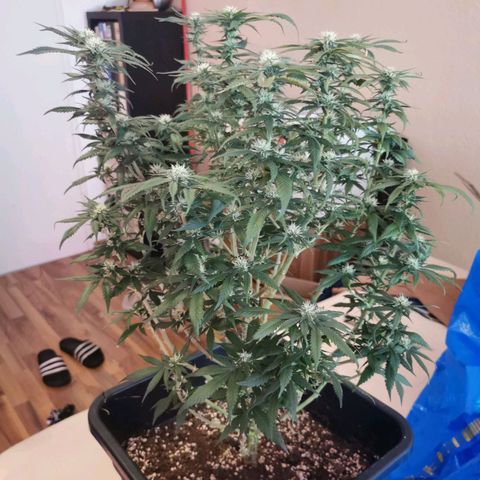 Royal Moby #2 growlog timeline photo