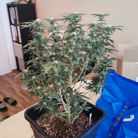 Royal Moby #2 growlog timeline photo