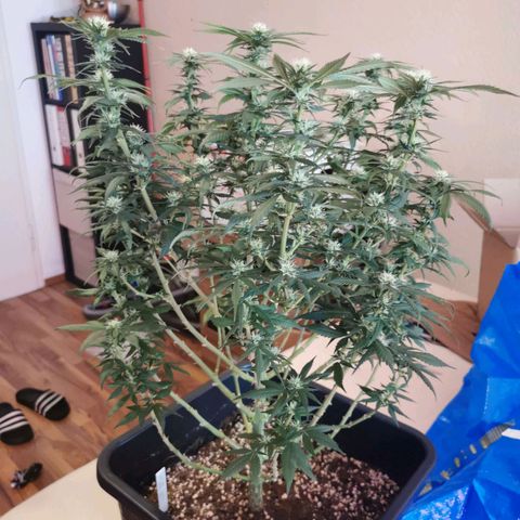 Royal Moby #2 growlog timeline photo