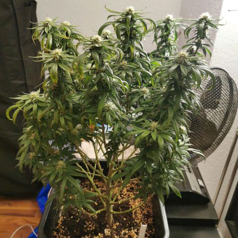Royal Moby #2 growlog timeline photo