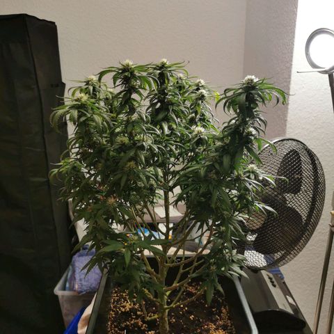 Royal Moby #2 growlog timeline photo