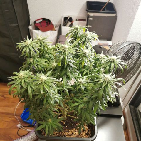 Royal Moby #2 growlog timeline photo