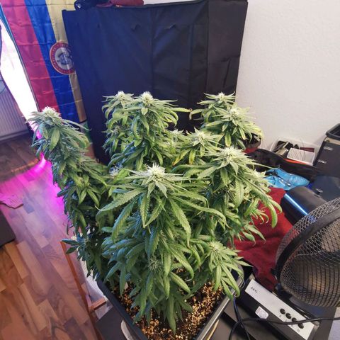 Royal Moby #2 growlog timeline photo