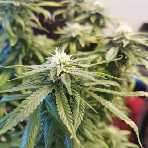 Royal Moby #2 growlog timeline photo