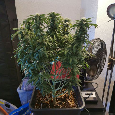 Royal Moby #2 growlog timeline photo