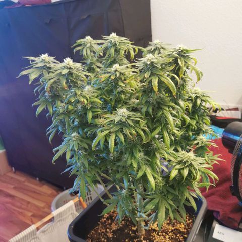 Royal Moby #2 growlog timeline photo