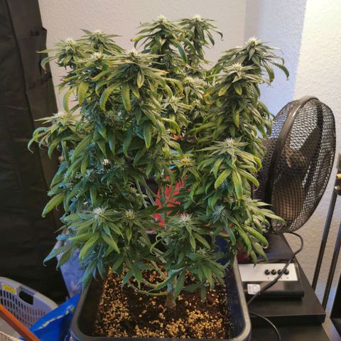 Royal Moby #2 growlog timeline photo