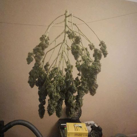 Royal Moby #2 growlog timeline photo