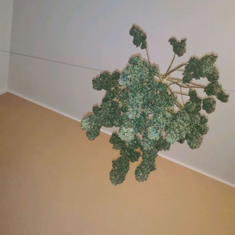 Royal Moby #2 growlog timeline photo