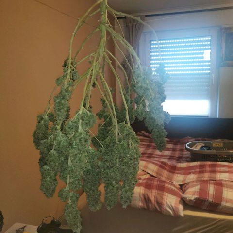 Royal Moby #2 growlog timeline photo