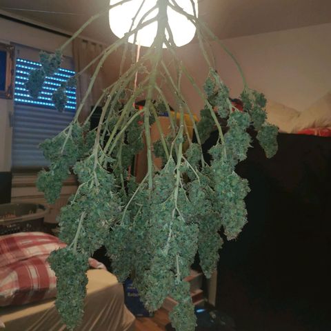 Royal Moby #2 growlog timeline photo