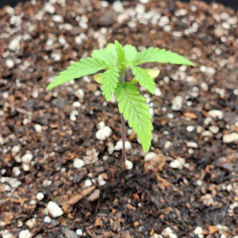 Gelato 44 growlog photo: Transplanted from solo cup to 3 gal pot