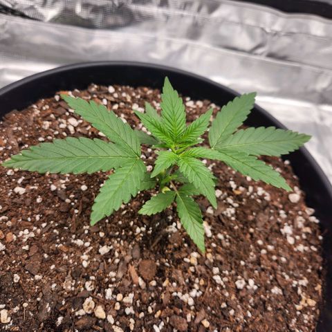 Gelato 44 growlog timeline photo