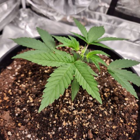 Gelato 44 growlog photo: Topped her for the first time