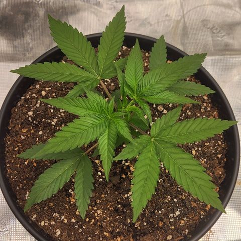 Gelato 44 growlog timeline photo