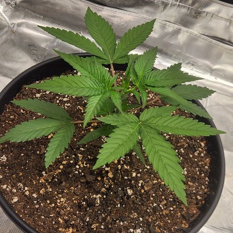 Gelato 44 growlog timeline photo