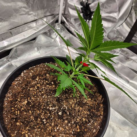 Gelato 44 growlog photo: Began low stress training today, and you can see the two separate tops starting to come in
