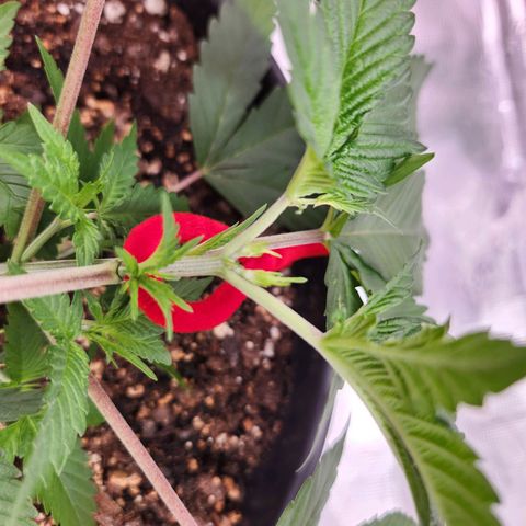 Gelato 44 growlog photo: Began low stress training today, and you can see the two separate tops starting to come in
