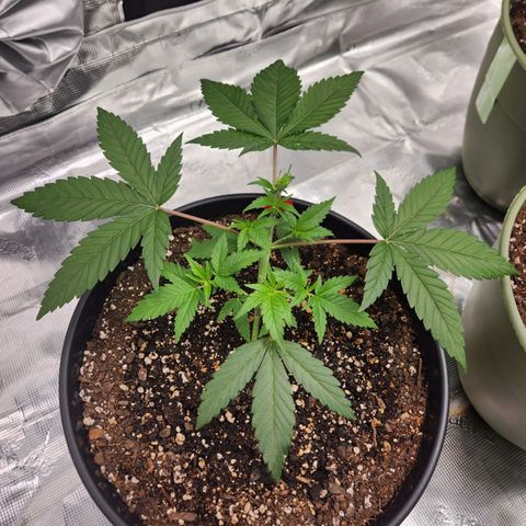 Gelato 44 growlog timeline photo