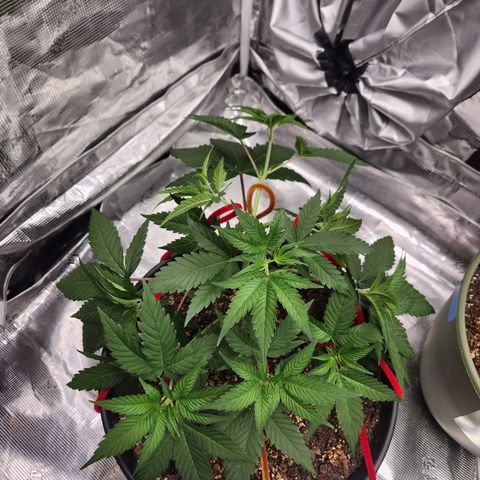 Gelato 44 growlog timeline photo