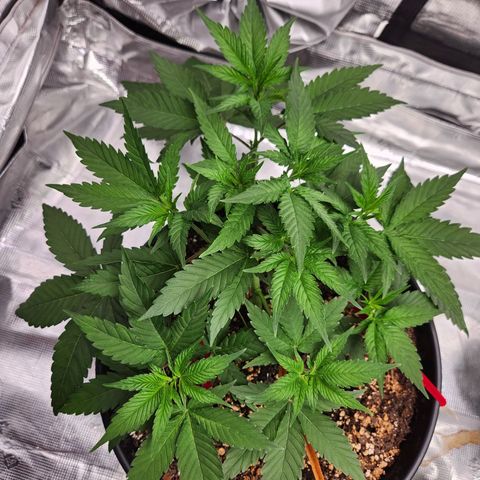 Gelato 44 growlog timeline photo