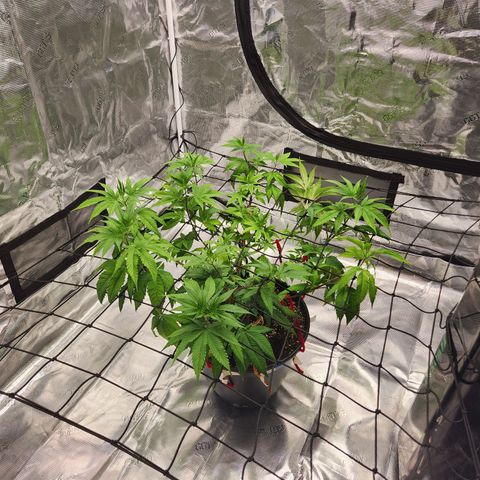 Gelato 44 growlog timeline photo