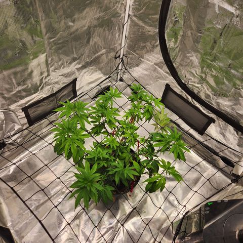 Gelato 44 growlog timeline photo