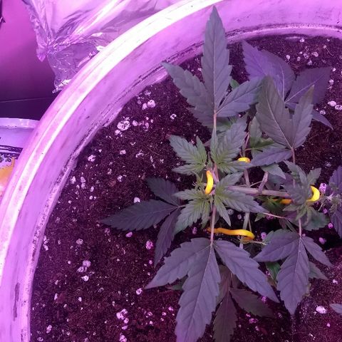 Super Skunk growlog photo: Podas feitas com sucesso