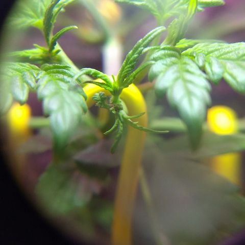 Super Skunk growlog photo: Poda realizada a 3 dias