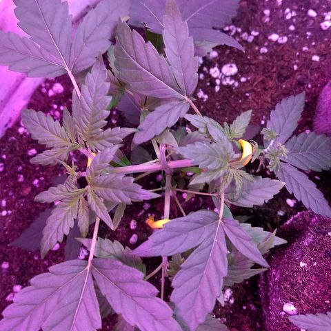 Super Skunk growlog timeline photo