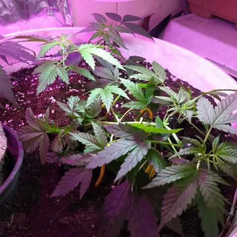 Super Skunk growlog photo: Maravilhosa