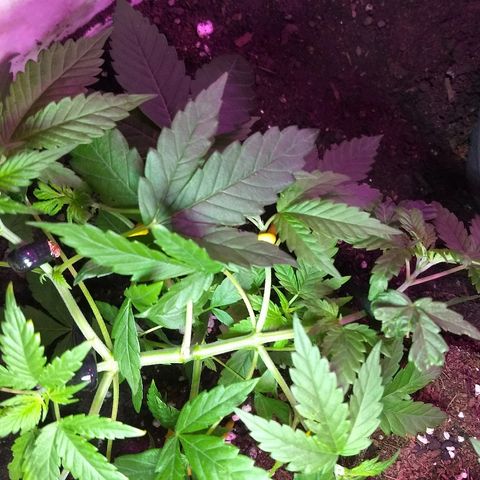 Super Skunk growlog photo: Maravilhosa