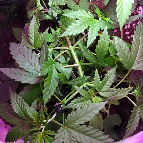 Super Skunk growlog photo: Maravilhosa