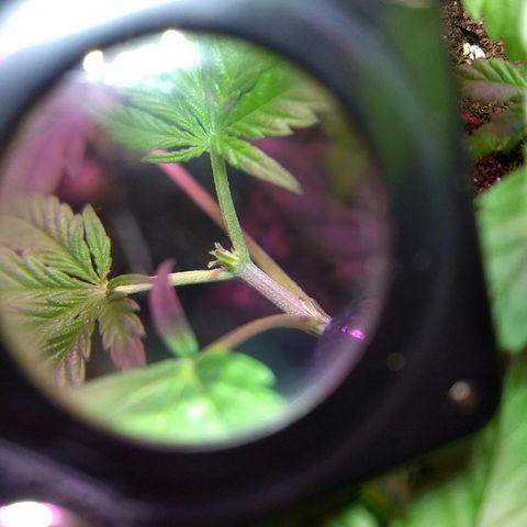 Super Skunk growlog photo: Nova poda feita