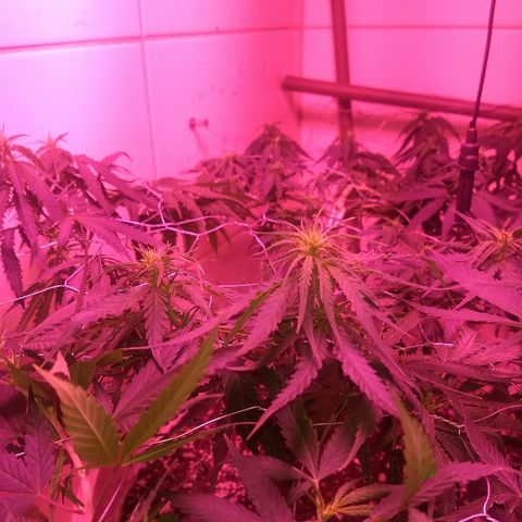 Super Skunk growlog timeline photo