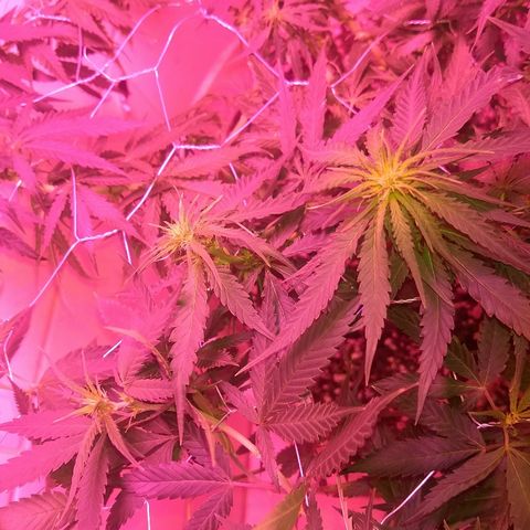 Super Skunk growlog timeline photo