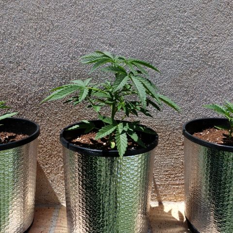 Gorilla growlog photo: Hoja doblada y aplanada a ver si cicatriza