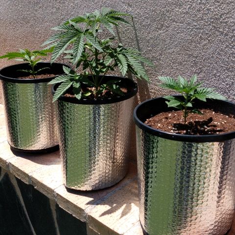 San Fernando Lemon Kush growlog photo: Poda apical