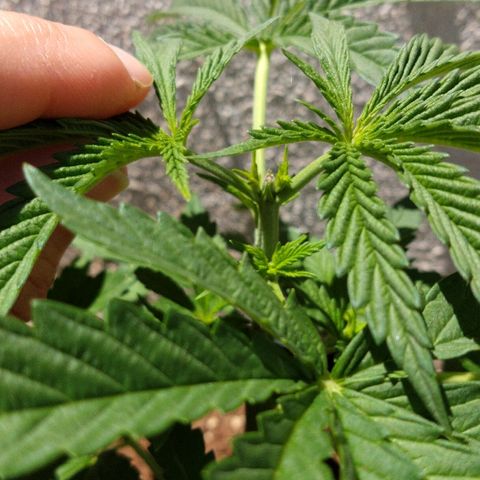San Fernando Lemon Kush growlog photo: Poda apical