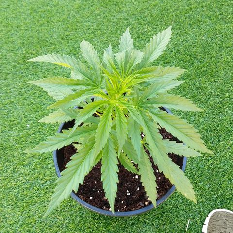 San Fernando Lemon Kush growlog photo: Lavo raíces por exceso de nitrógeno lavo hasta EC 0.4 y luego riego las 3 con EC 1