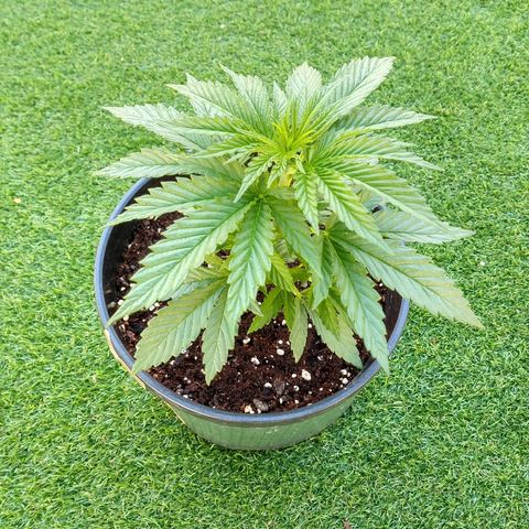 San Fernando Lemon Kush growlog photo: Lavo raíces por exceso de nitrógeno lavo hasta EC 0.4 y luego riego las 3 con EC 1