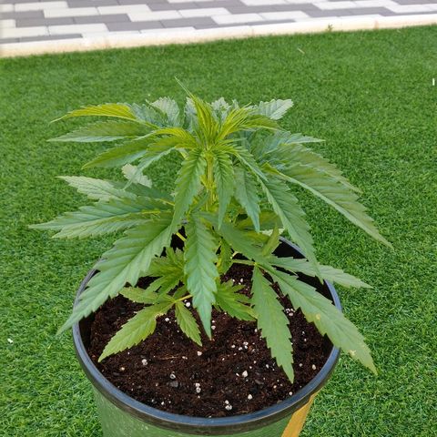 San Fernando Lemon Kush growlog photo: Lavo raíces por exceso de nitrógeno lavo hasta EC 0.4 y luego riego las 3 con EC 1