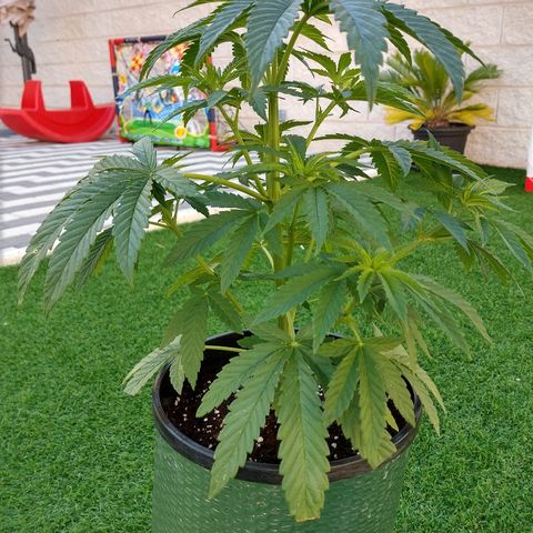 San Fernando Lemon Kush growlog photo: Lavo raíces por exceso de nitrógeno lavo hasta EC 0.4 y luego riego las 3 con EC 1