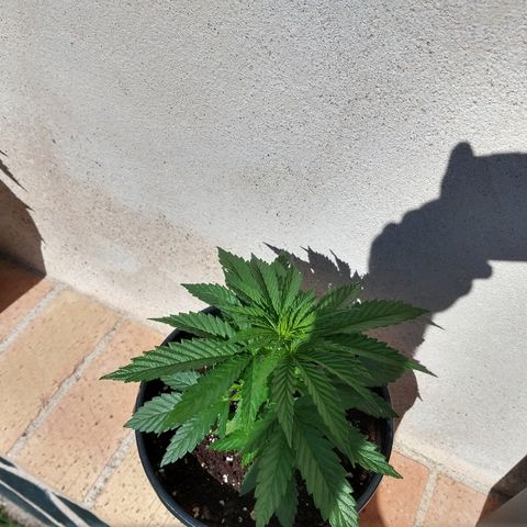 San Fernando Lemon Kush growlog photo: Lavo raíces por exceso de nitrógeno lavo hasta EC 0.4 y luego riego las 3 con EC 1