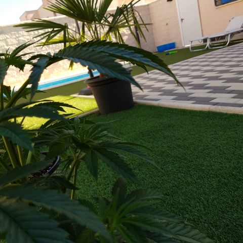 San Fernando Lemon Kush growlog photo: Lavo raíces por exceso de nitrógeno lavo hasta EC 0.4 y luego riego las 3 con EC 1