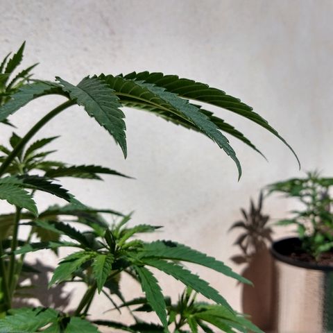San Fernando Lemon Kush growlog photo: Lavo raíces por exceso de nitrógeno lavo hasta EC 0.4 y luego riego las 3 con EC 1