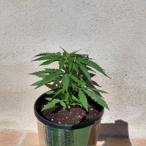 San Fernando Lemon Kush growlog photo: Lavo raíces por exceso de nitrógeno lavo hasta EC 0.4 y luego riego las 3 con EC 1